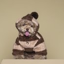 도기 Doggie 이미지