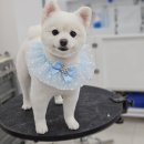 폴인럽 애견&고양이 미용 돌봄&호텔 이미지