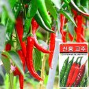 씨앗 이미지