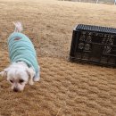 고고펫 | [평택] 평택역 인근 무료 반려견 운동장 이용 후기 : )