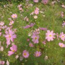 가을민박 이미지