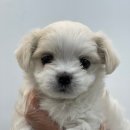 드림독 강아지 고양이 안심분양센터 시흥점 | 시흥강아지무료분양 말티즈 소형견 외에 대형견도