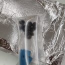 칼루타아쿠아틱 | 레이서스네일 이끼청소 부탁해
