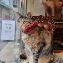 커피마이클 | 청량리 로스팅 카페 마이클커피에서 고양이 만난 후기