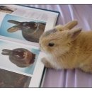 반려동물 관리사 이미지