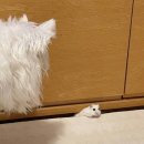 데구르르 이미지