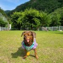 김천애견 | 김천 애견펜션 &#39;오색애견펜션&#39; 내돈내산 후기