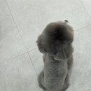 내동애견 네이버블로그