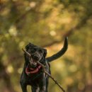 강아지 테마파크 이미지