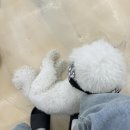 댕댕클럽 | [댕댕클럽] 강릉역 주변 근처 애견카페 추천 :) 너무 귀여운 비숑 강아지들.. 모찌&amp;호빵 (대형견/소형견)