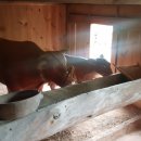 소 외양간 이미지