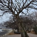 선정은하수꼬막마을 이미지