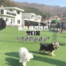 펫티움애견펜션 | 홍천 펫티움 애견펜션