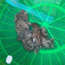 명가 무안뻘낙지 이미지