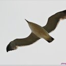 하늘을 날다 이미지