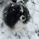 봉봉애견 이미지