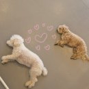 옐레드 시흥은계호수점 | [강아지 유치원,호텔] 시흥 애견 유치원,호텔 추천 - 옐레드