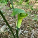 약초아카데미3강 - 기관지에 좋은 약초 | 코리아헌터 독초로 만드는 비방 우담남성
