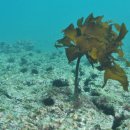 홍조바다 이미지