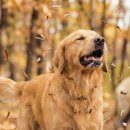 북광주동물약국 이미지