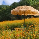 꽃길만걷자 이미지