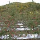 봉정사국화마을 이미지