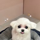 꾸니베어 네이버블로그