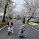 신방동행정복지센터 | 천안 벚꽃 명소 천안천 조용한 벚꽃길 무료 자전거 대여 꿀팁