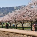 벚꽃마루 이미지