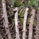 원목농장 이미지