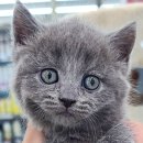 야옹아 멍멍해봐 탕정점 이미지