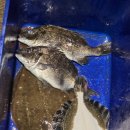 J&D 실내바다낚시터 이미지