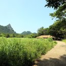 나리 신령수 이미지