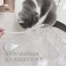 펫프로젝트 | 고양이 사료토 줄이기 프로젝트 바람펫 밀리 자동급식기 내돈내산 실사용 후기