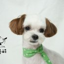 브라운 펫살롱 이미지