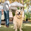 쁘띠애견 이미지