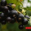 김옥태 농장 이미지