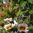 가자니아 이미지