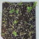 그린아이즈 이미지