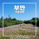 라보떼펜션&송정핫도그 | [부안] 전북 가을여행으로 가볼 만한 곳