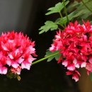 참사랑안경 이미지