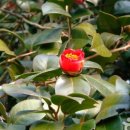 국립희리산해송자연휴양림 이미지