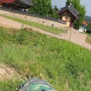 오동나무 이미지