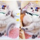강남고양이분양 스타돌스 이미지