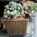 백봉령농장 이미지