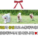 튼튼펫샵 이미지