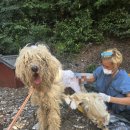 사랑할개 | [경기광주대형견목욕 / 경기광주대형견출장목욕] 2인 1팀 스트레스 최소화 케어 '사랑할개' 방문 후기 🐾🚿✨