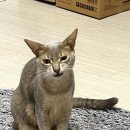대박능평