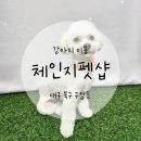 체인지펫샵 이미지