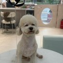 쁘띠그루밍 이미지
